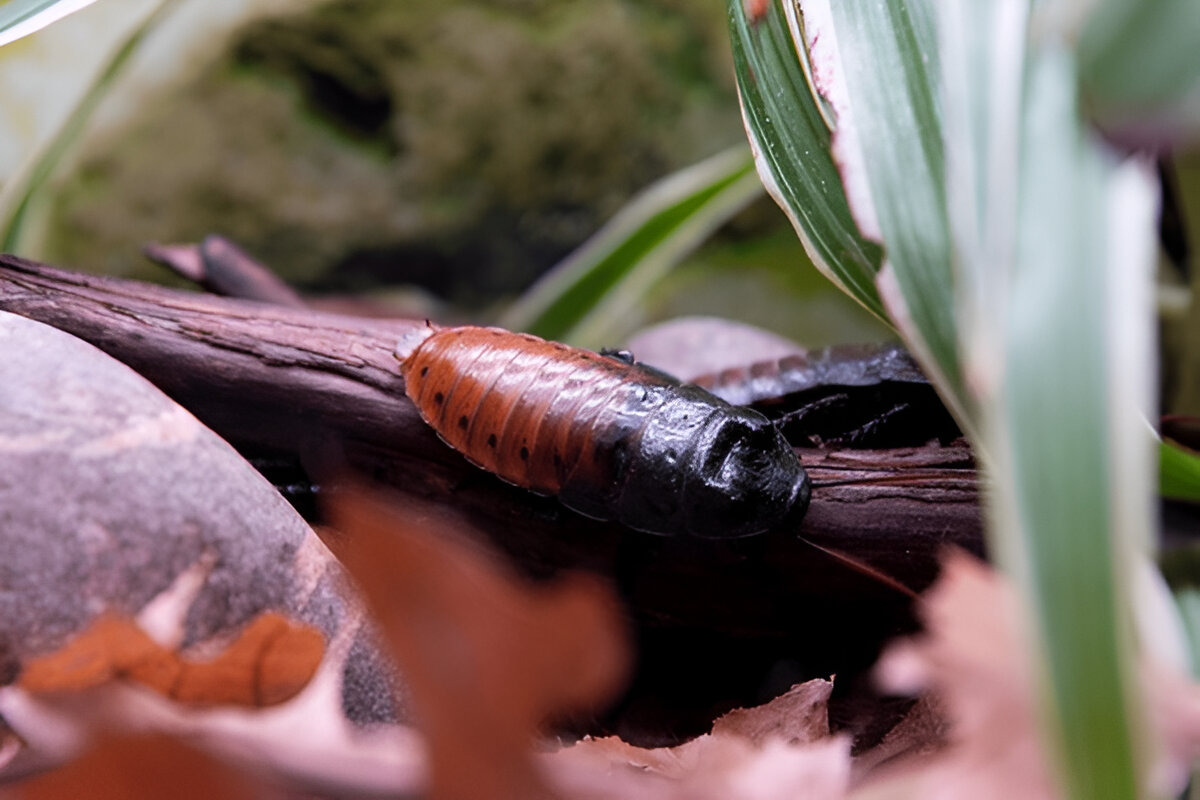Pennsylvania Wood Cockroach in its natural habitat.