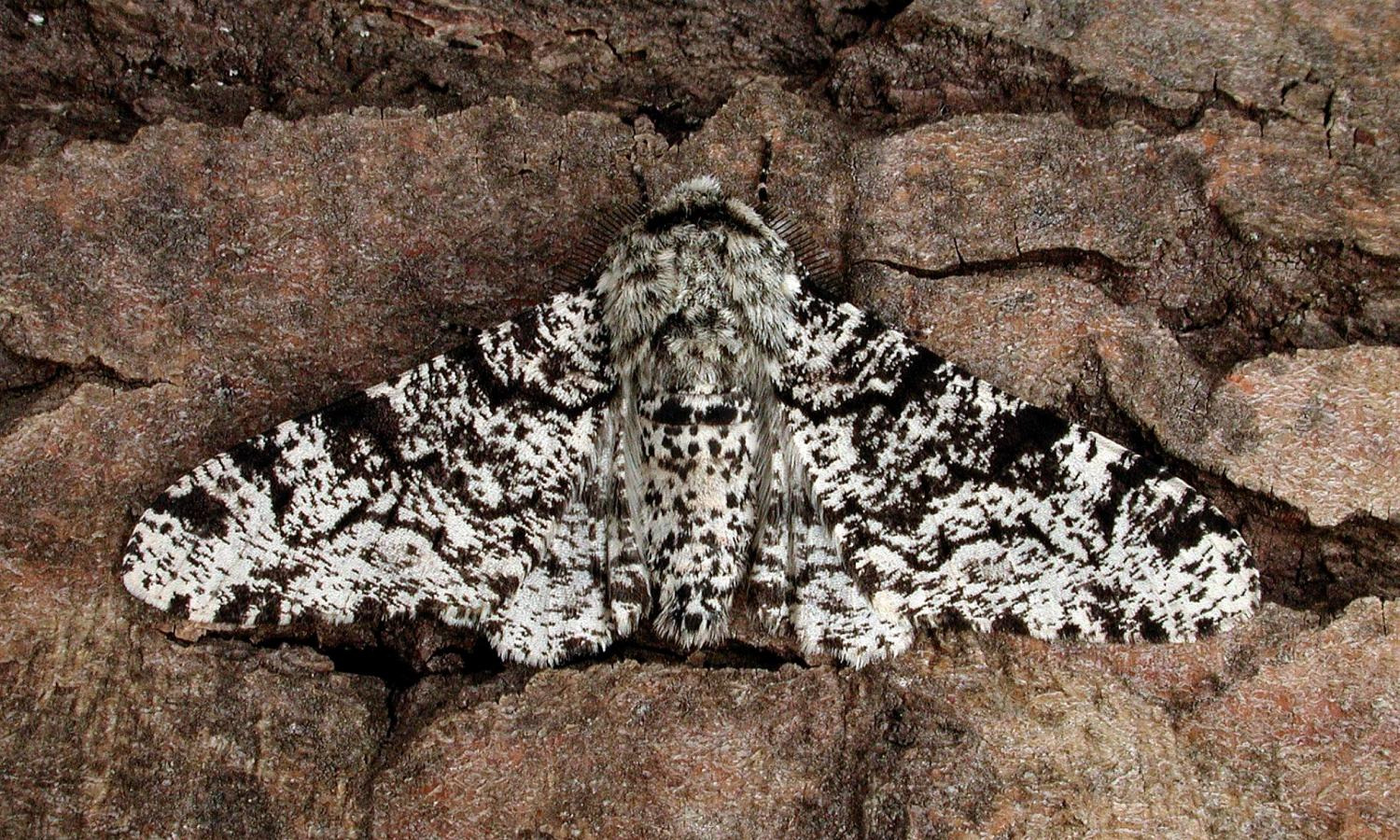 Peppered Moth resting camouflaged on tree bark.