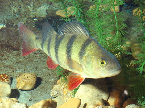 Yellow perch fish and freshwater lake habitat