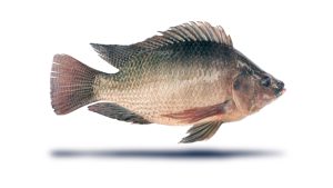 Fish: Definition, Characteristics, Classification, Types & Facts ...