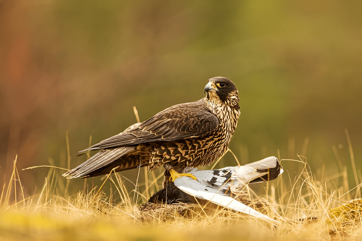 Peregrine Falcon
