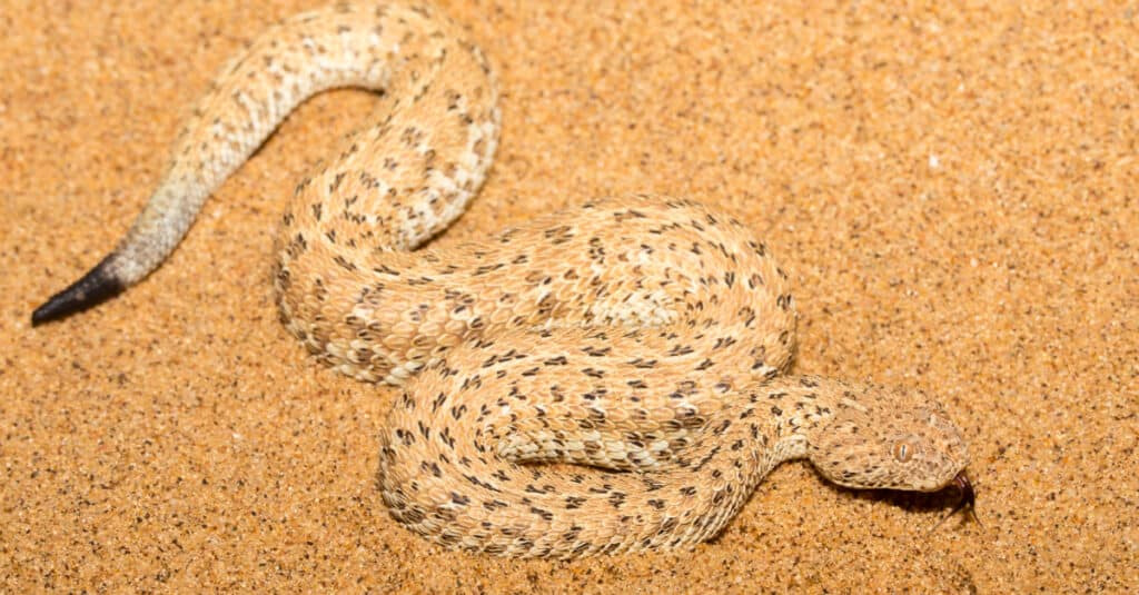 Peringuey’s Adder