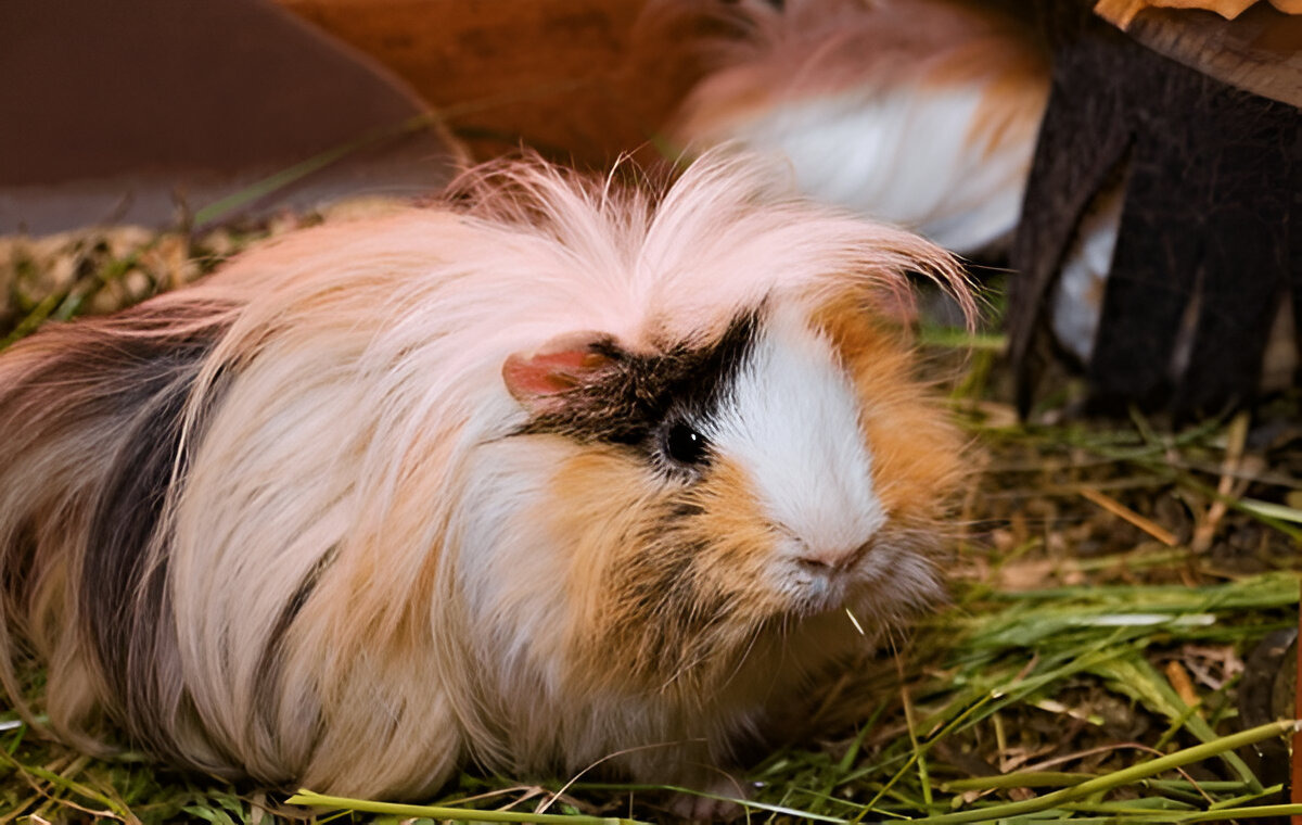 Peruvian Guinea Pig with long, silky fur.