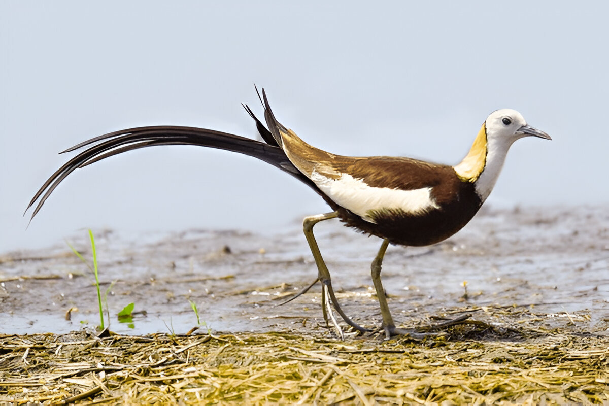 Pheasant-tailed Jacana