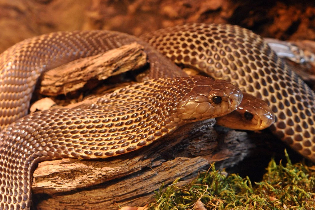 Philippine Cobra