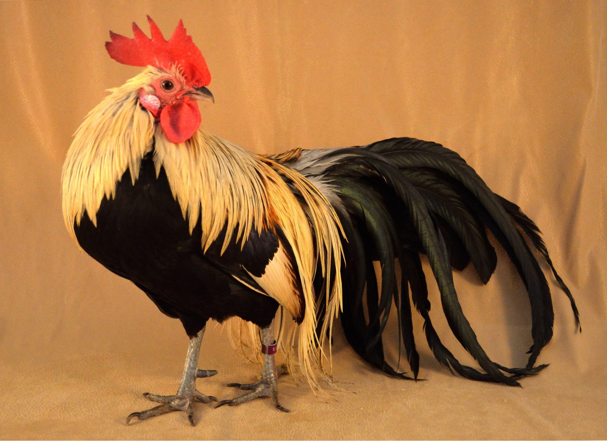 Phoenix Chicken with long, flowing tail feathers.