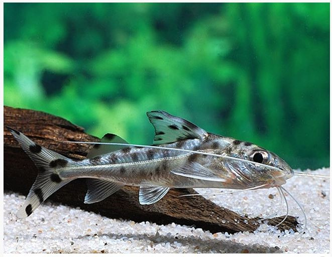 Pictus Catfish