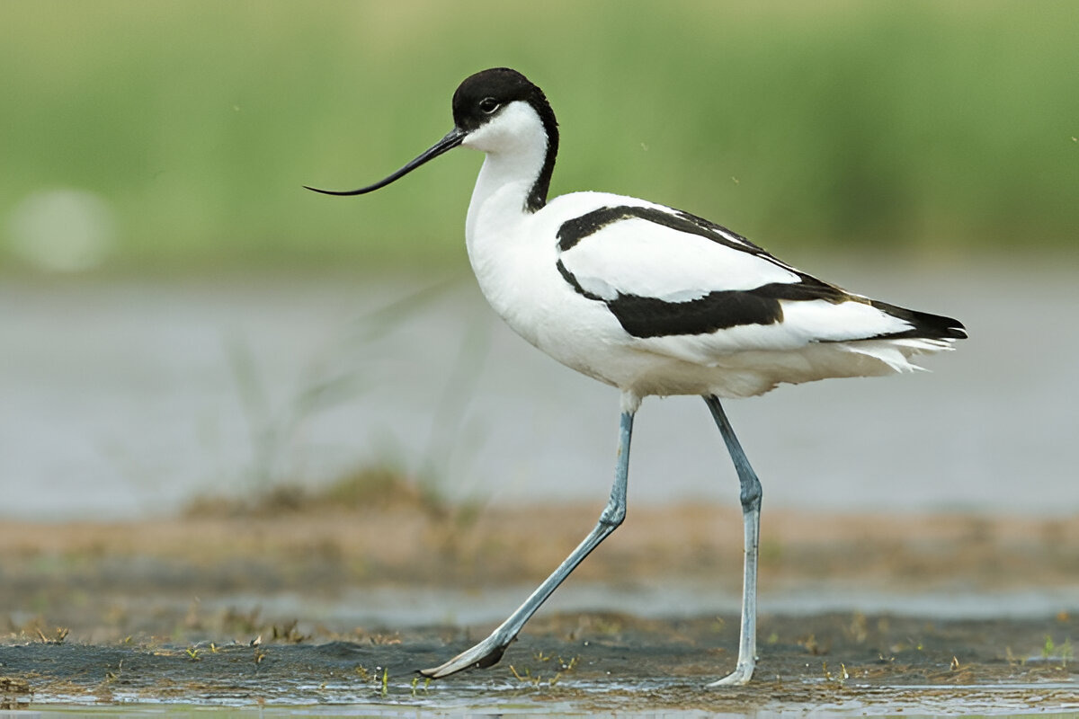 Pied Avocet