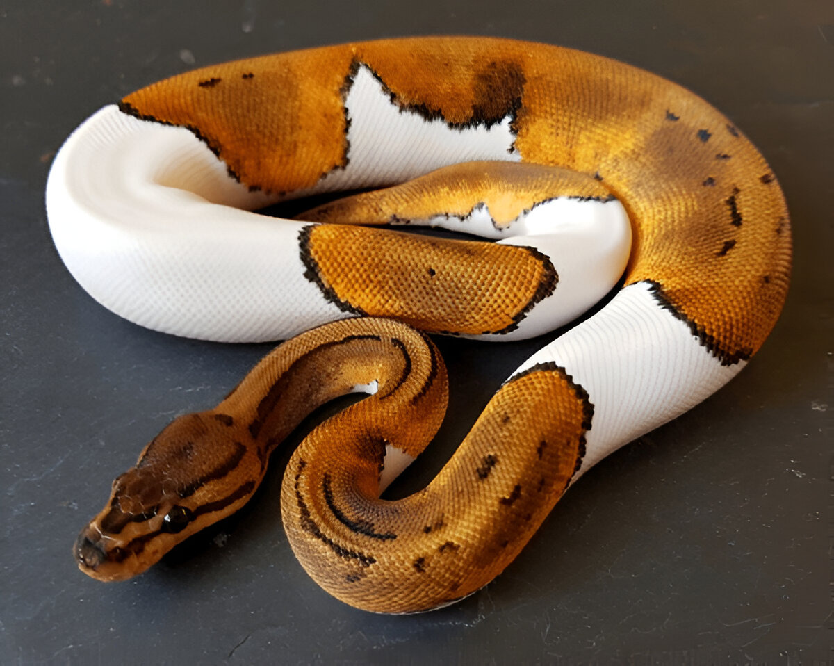 Pied ball python white
