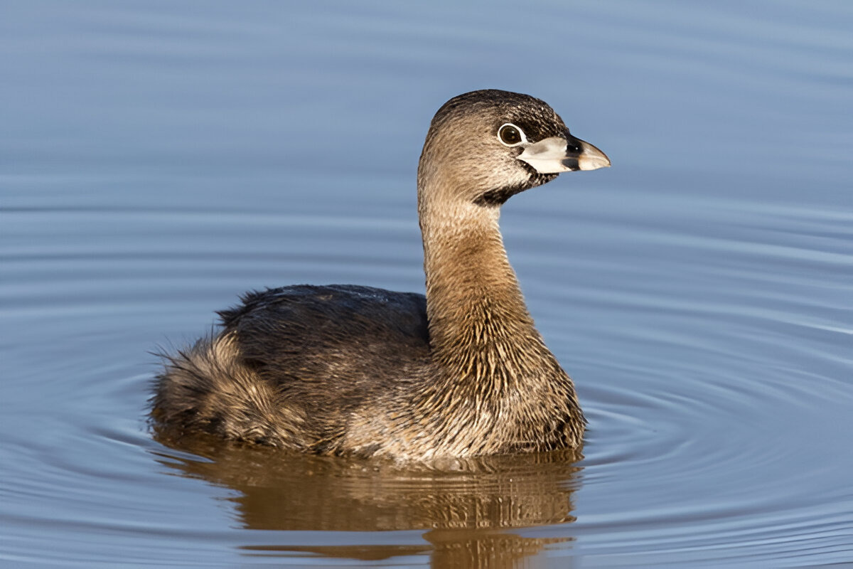 Pied-Billed Grebe