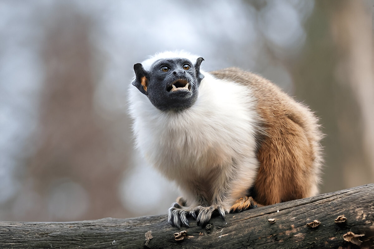 Pied Tamarin (Saguinus bicolor) perched on a tree branch in the Amazon rainforest