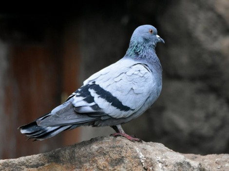 Rock pigeon (Columba livia) perched on a cliff