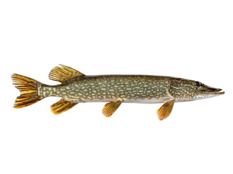 Pike fish predator and aquatic vegetation habitat