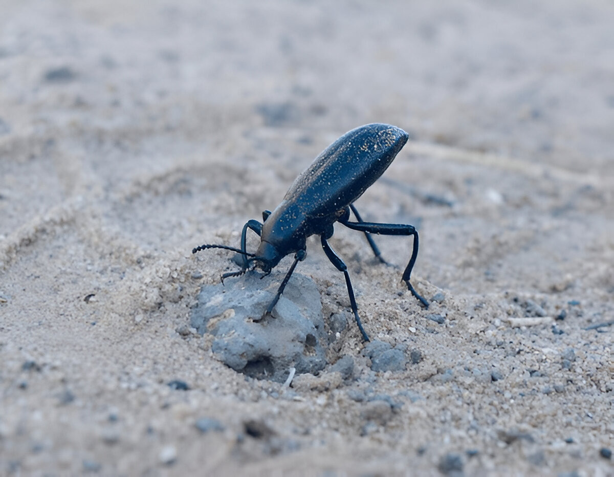 Pinacate Beetle raising its abdomen as a defensive posture.