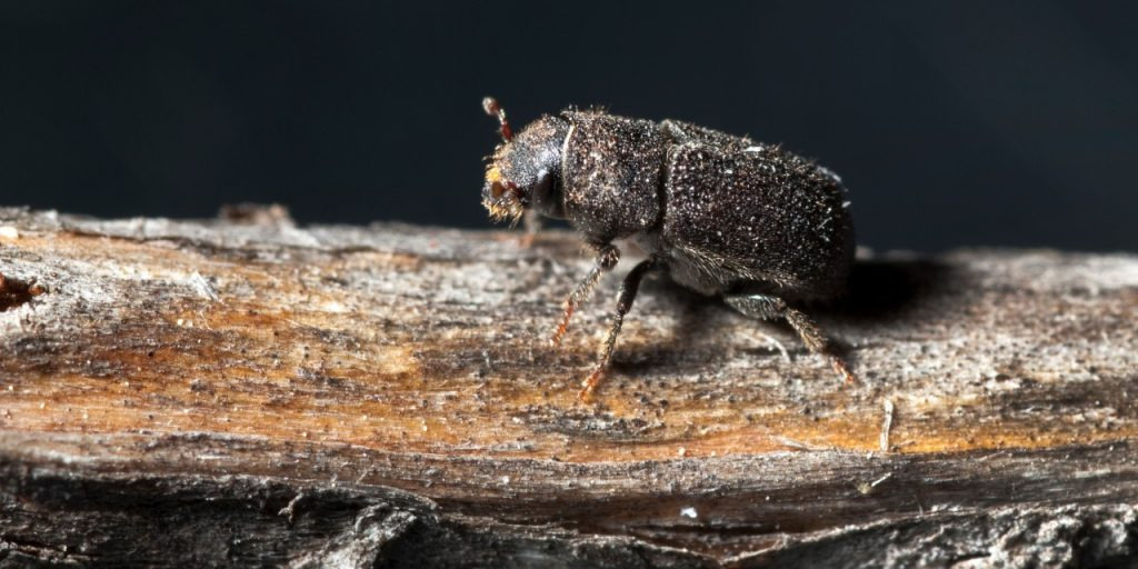 Pine Beetle under bark.