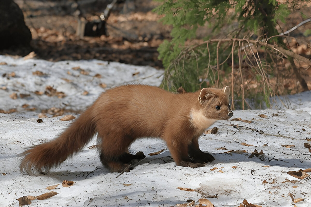 Pine marten forest climber and foraging