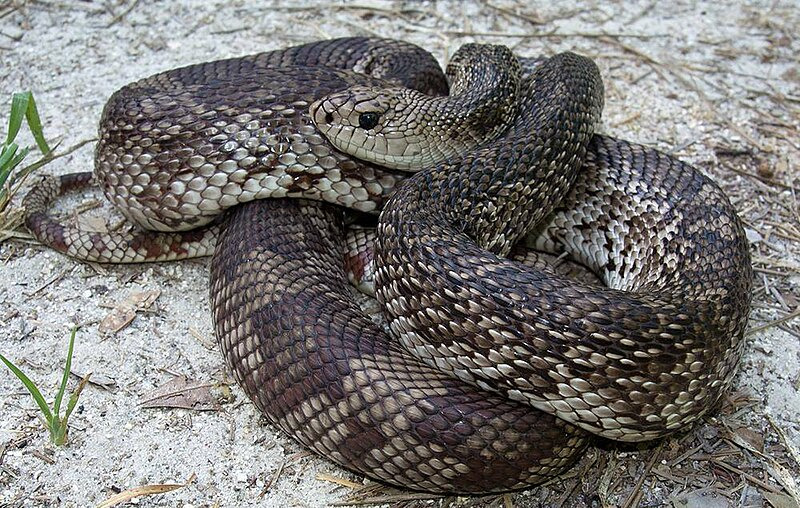 Pine snake sandy pine forest