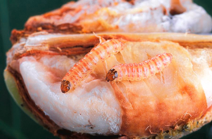 Pink Bollworm larva inside a cotton boll.