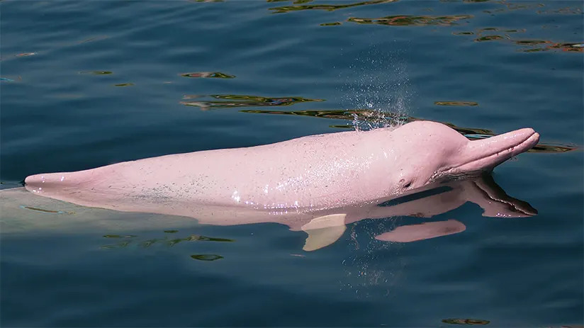 Pink Dolphin in the Amazon River.
