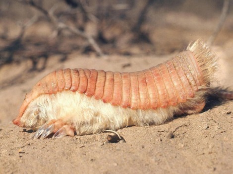 Pink fairy armadillo and burrowing behavior in sandy plains