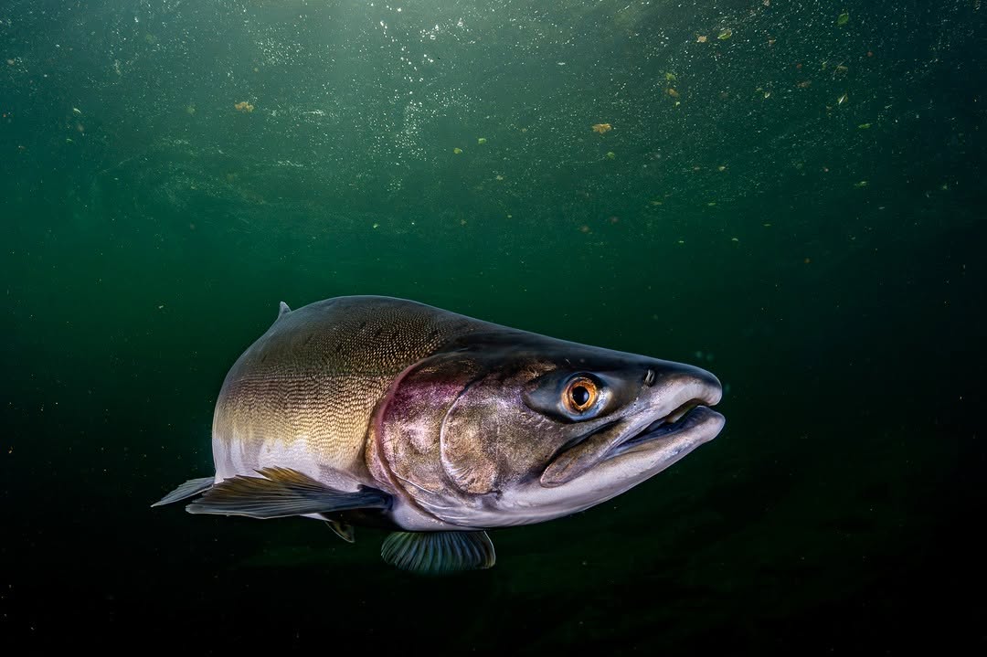 Pink Salmon during spawning season.