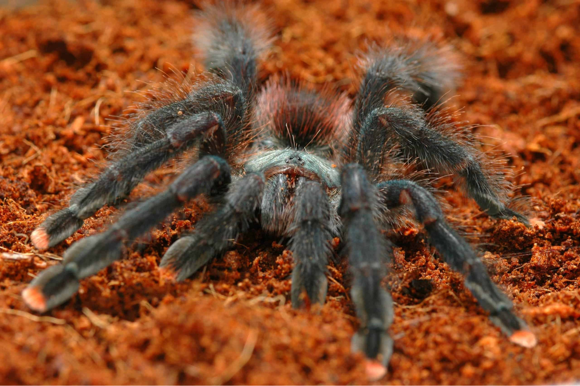 Pink Toed Tarantula in a tree.