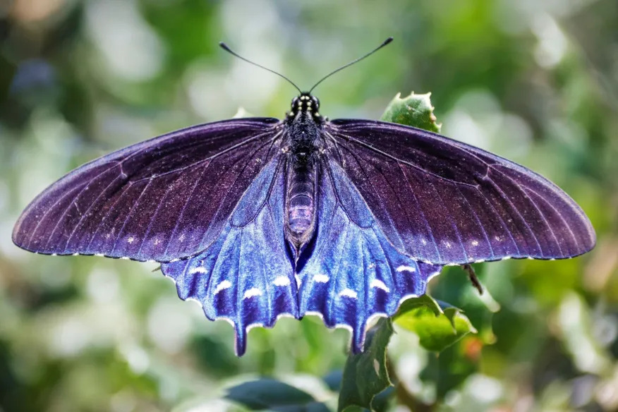 Pipevine Swallowtail Butterfly with vibrant wings.