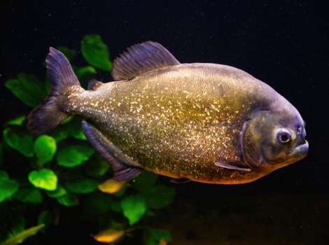 Piranha in the Amazon River