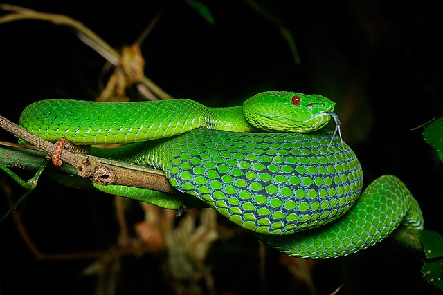 Pit viper forest habitat