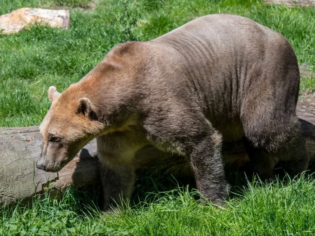 Pizzly bear Arctic hybrid and tundra habitat