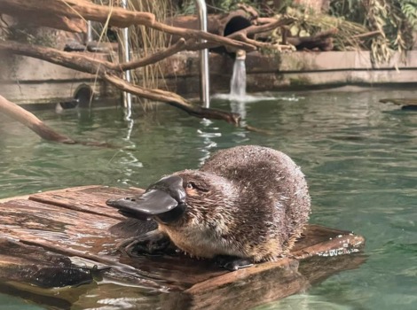 Platypus (Ornithorhynchus anatinus) swimming in a freshwater stream