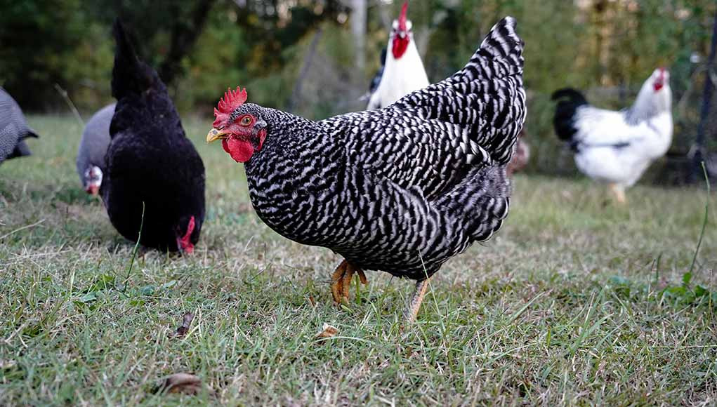 Plymouth Rock Chicken in a backyard coop.