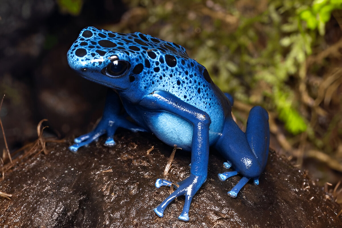 Brightly colored Poison Dart Frog on a rainforest leaf.
