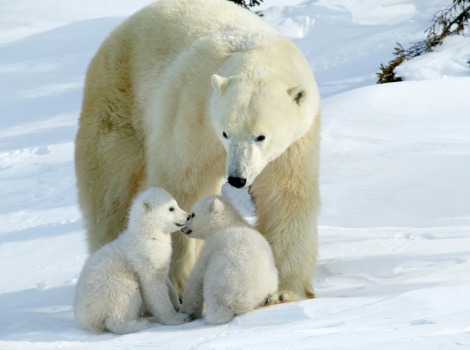 Polar bear Arctic predator and sea ice habitat