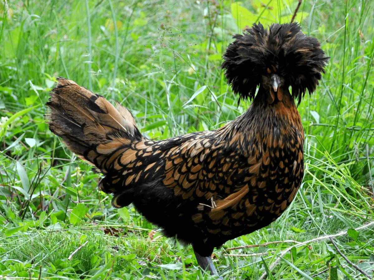Polish Chicken with ornamental feather crest.