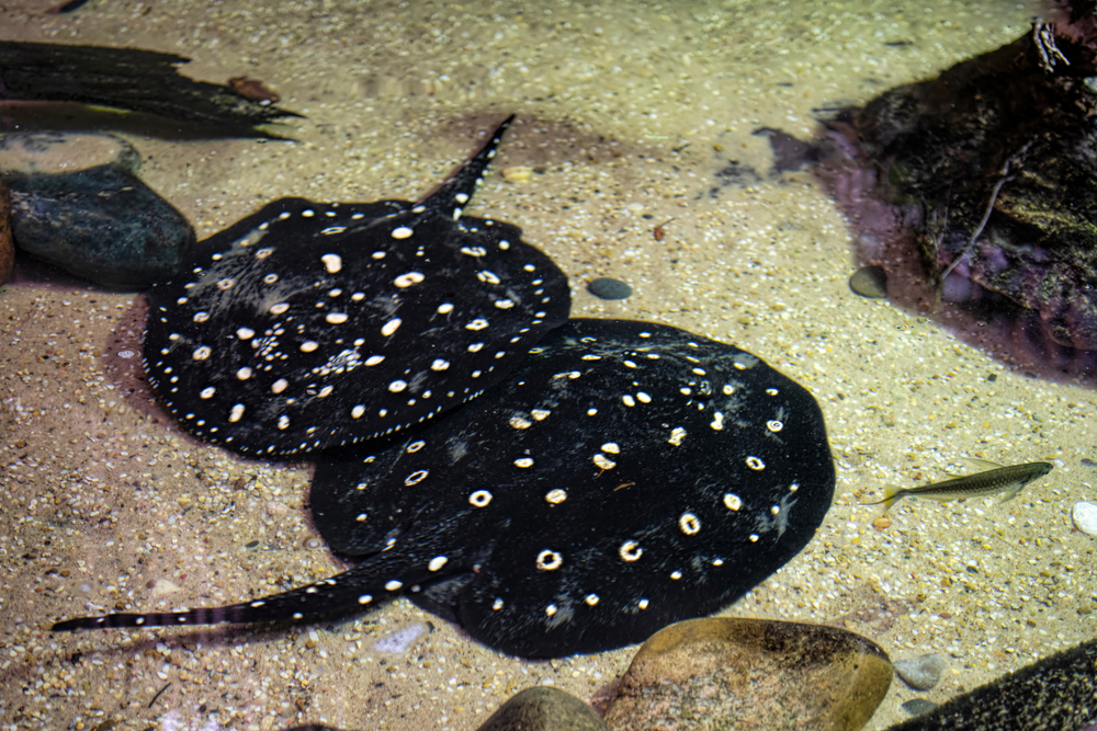 Polka Dot Stingray