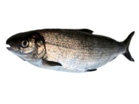 Pollan (Coregonus pollan) schooling in a freshwater Irish lake