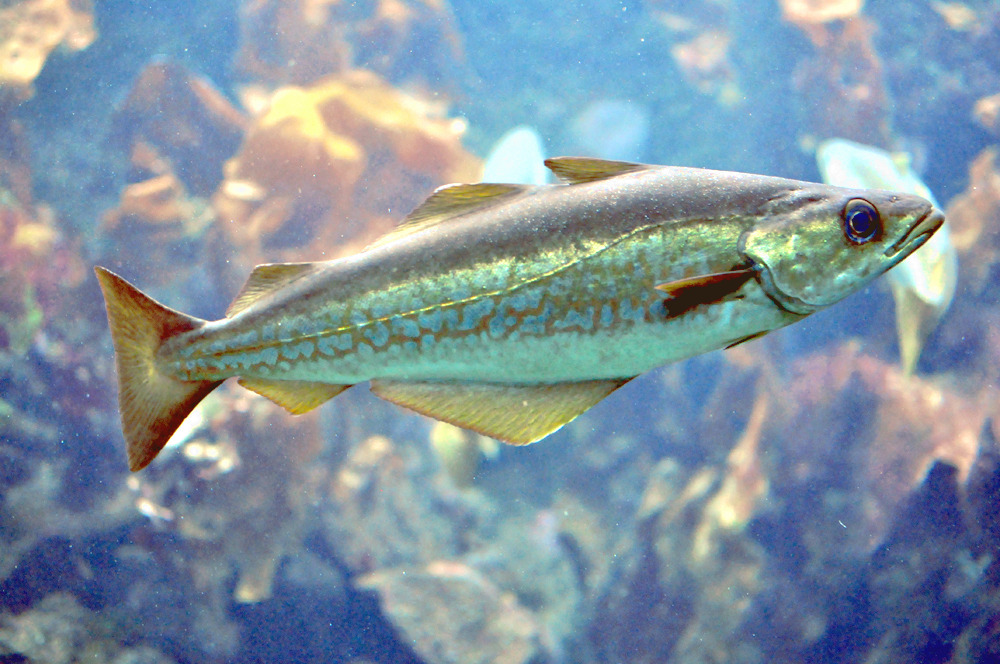 Pollock Fish swimming in cold North Atlantic waters.