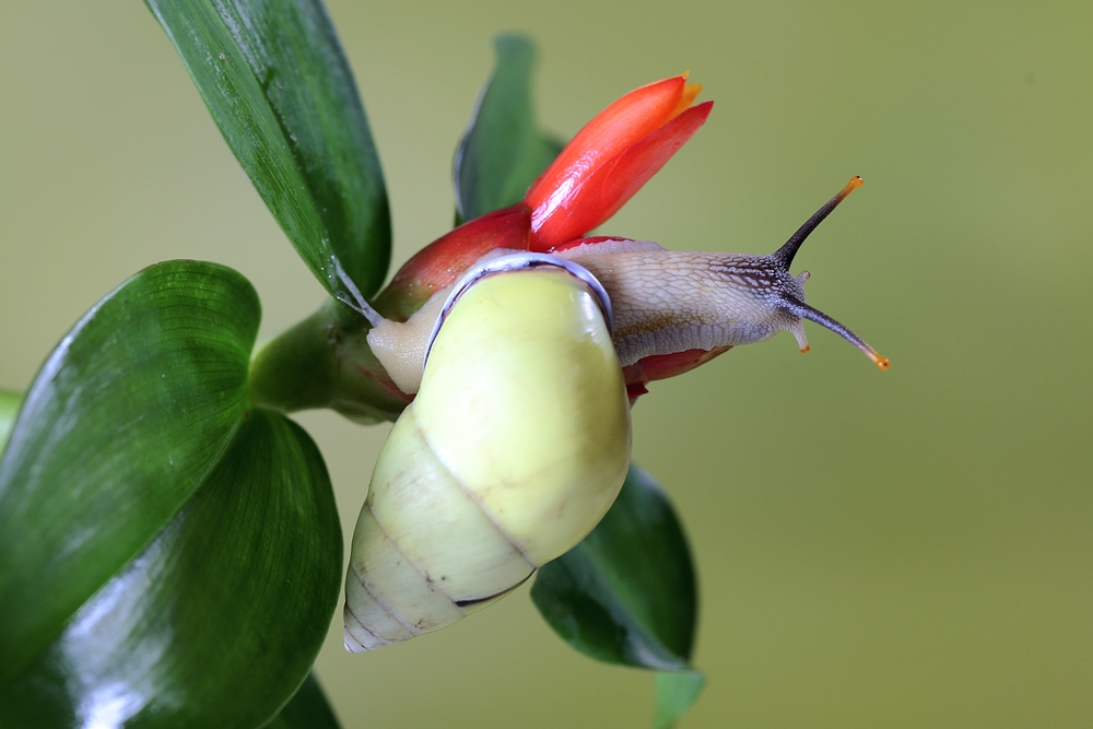 Polynesian Tree Snail on a tropical leaf.