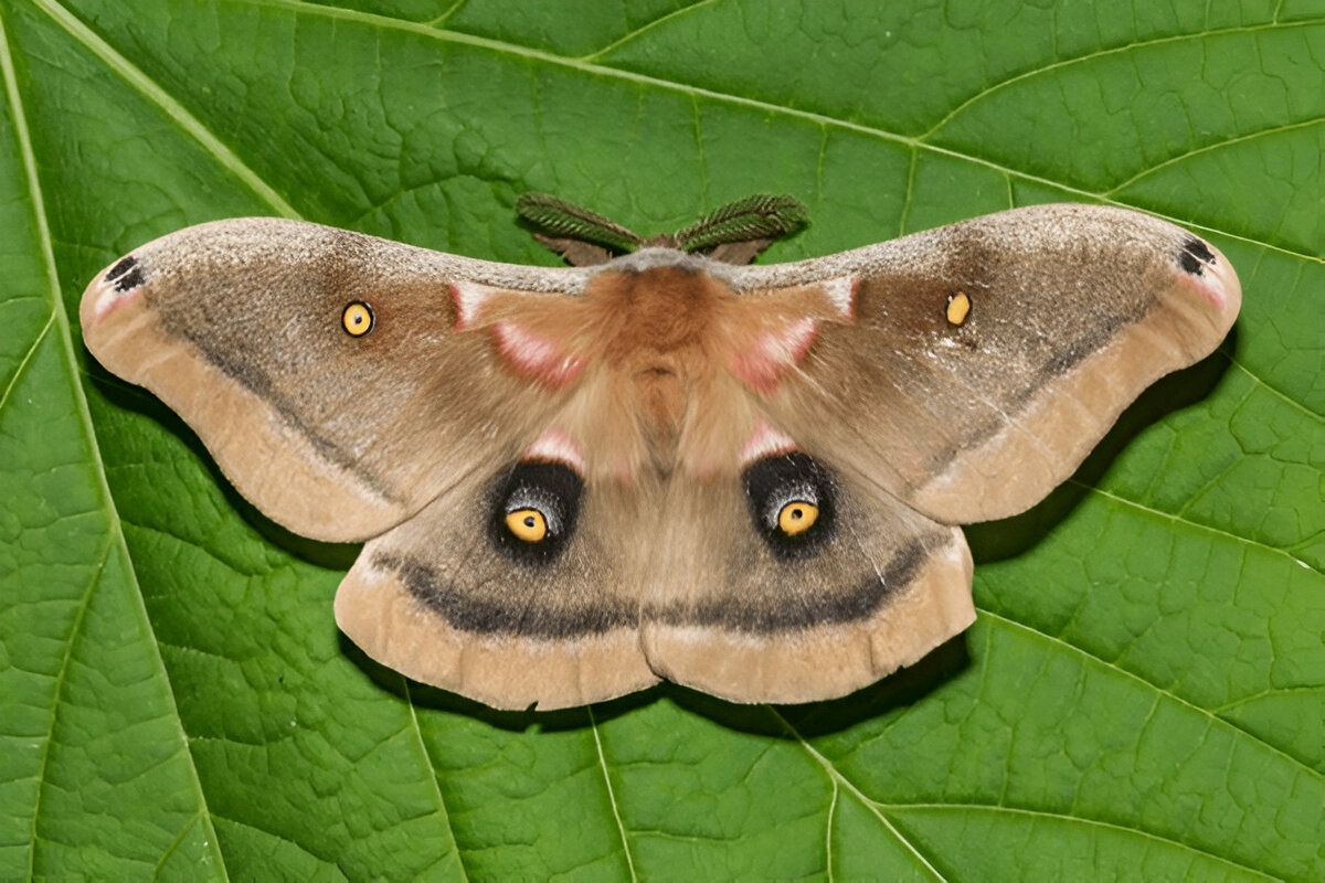 Polyphemus Moth with eye-like wing spots.