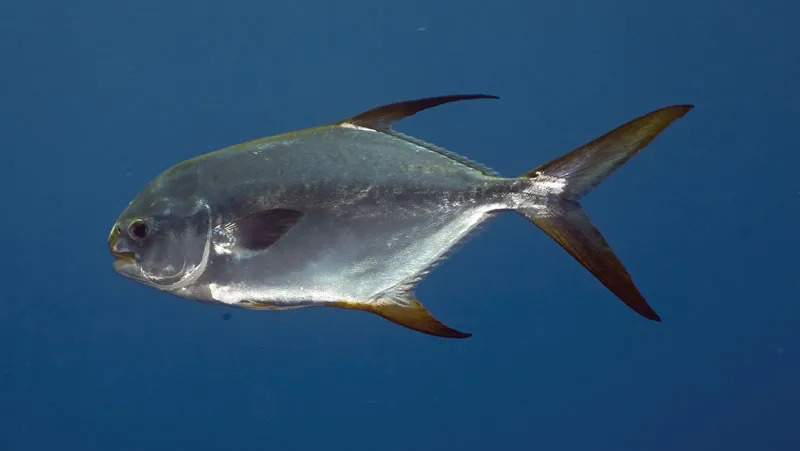 Pompano Fish