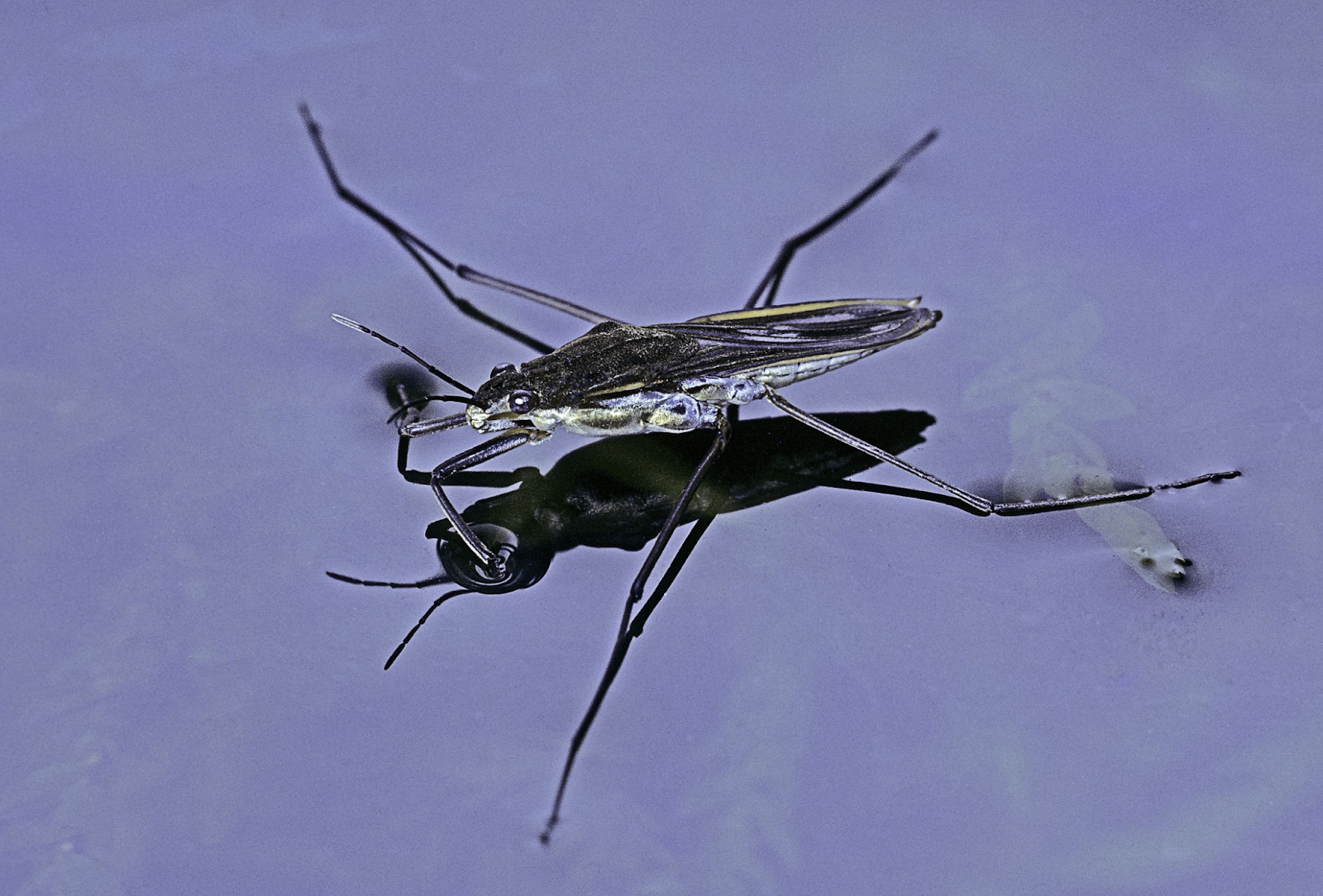 Pond Skater gliding on a calm water surface.