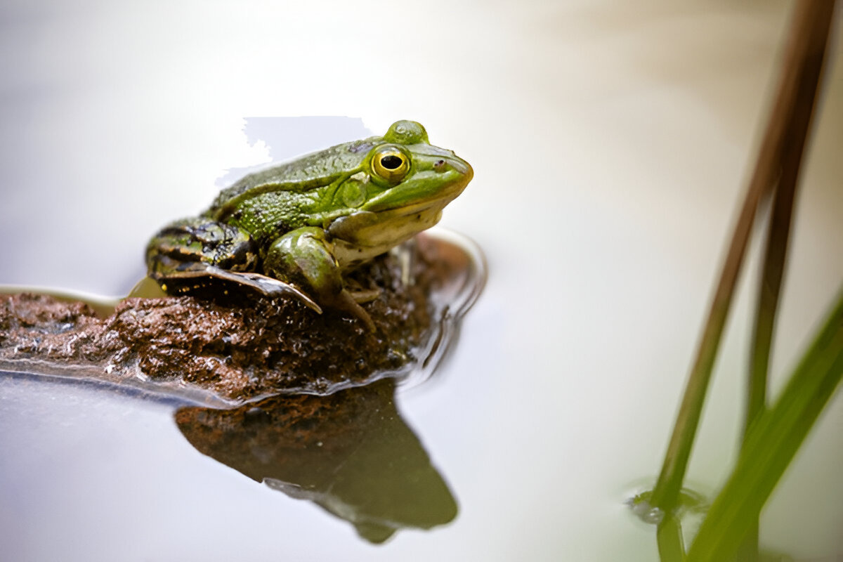 Pool Frog resting near a calm water source.