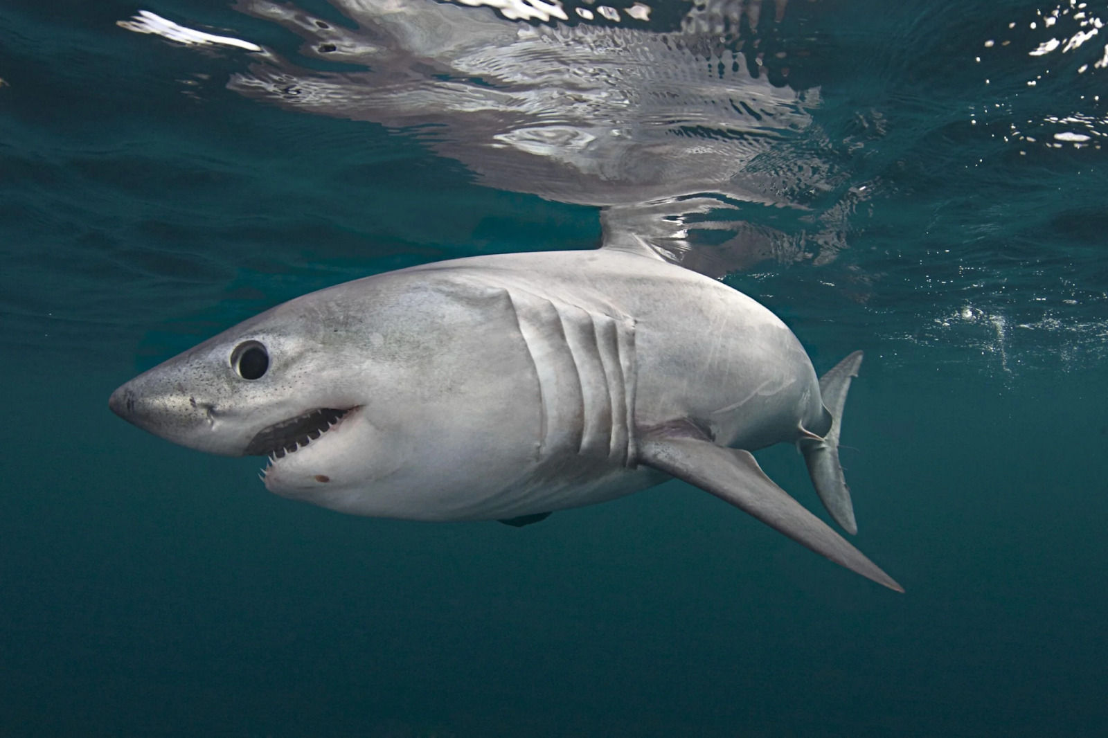 Porbeagle Shark