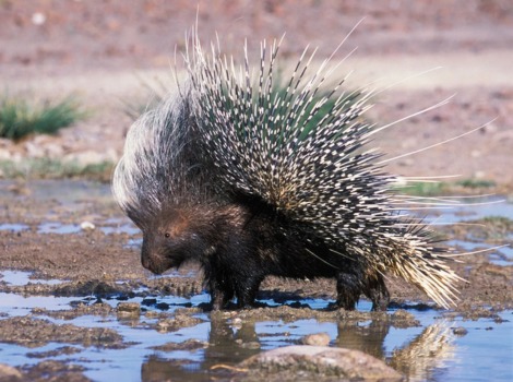 Porcupine displaying its quills as a defense mechanism