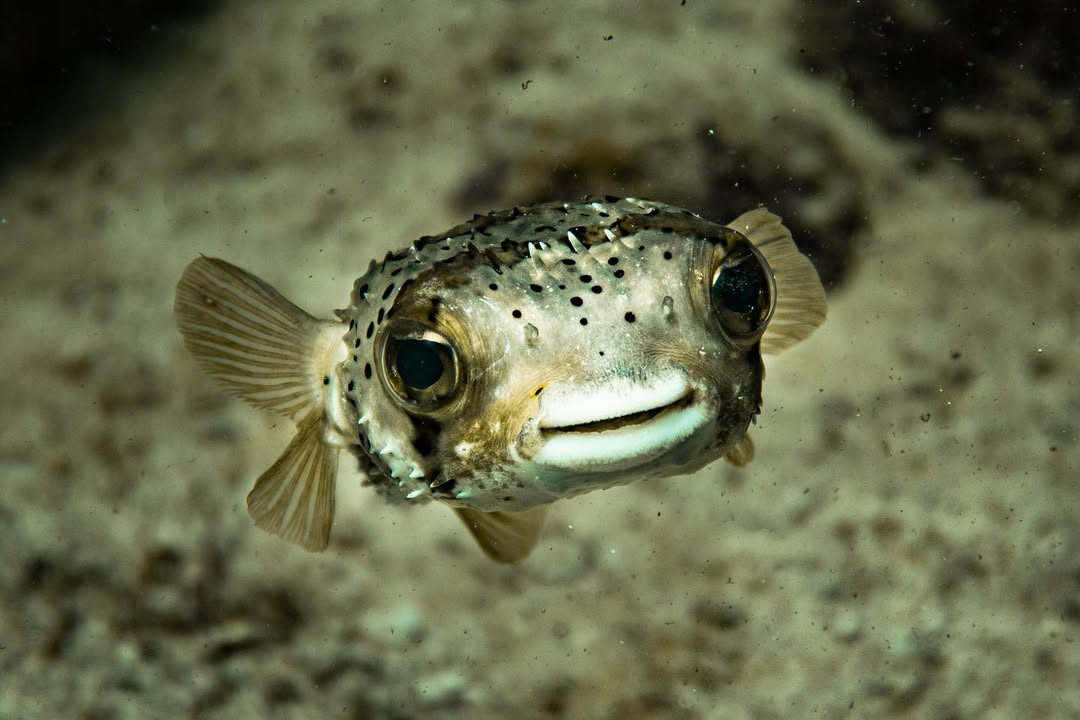 Porcupinefish