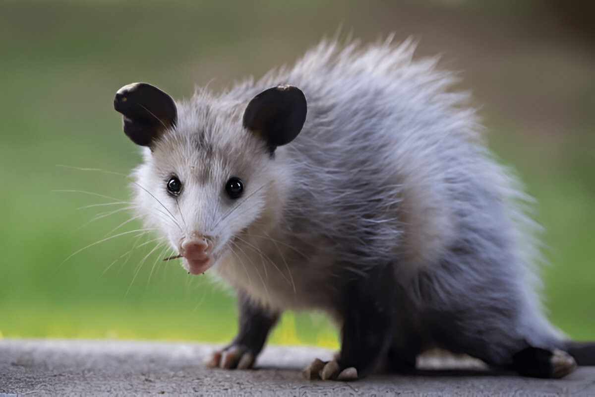 Possum nocturnal behavior and tree-climbing habitat
