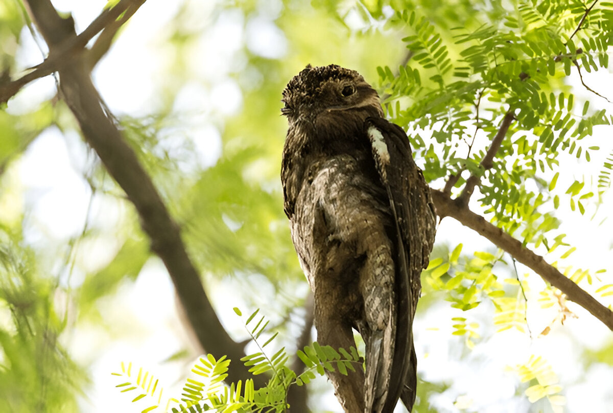 Potoo