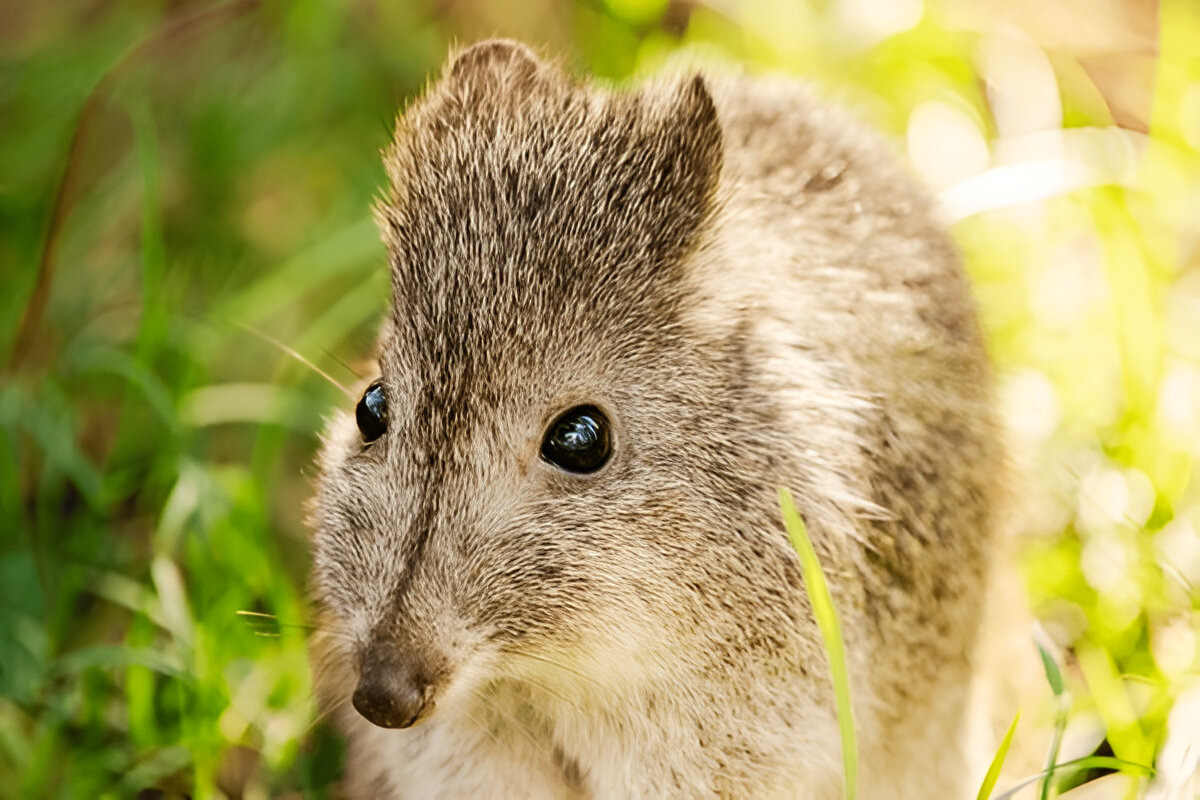 Potoroo foraging and forest habitat