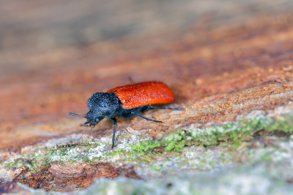 Powderpost Beetle on wood surface.